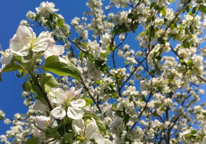 spring-flowering trees for northeast ohio