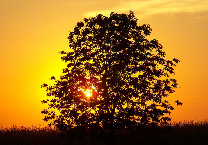 summer tree care